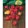 2569 semo zelenina paprika rocni trinidad moruga scorpion red2