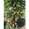 Paradajky Cherry Pollicino F1 kolíkové  Osobne pestované