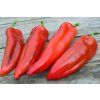 Paprika MAXI CORNO ROSSO