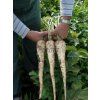 p2602 semo zelenina pastinak sety bielas