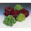 3876 semo zelenina salat listovy barevna smes2
