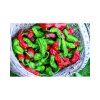 shishito 15 ks paprika rocni1