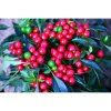 ciliegia piccante (1)
