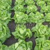 p3882 semo zelenina salat hlavkovy humil 500x500