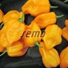 p2560 semo zelenina paprika rocni habanero orange 500x500